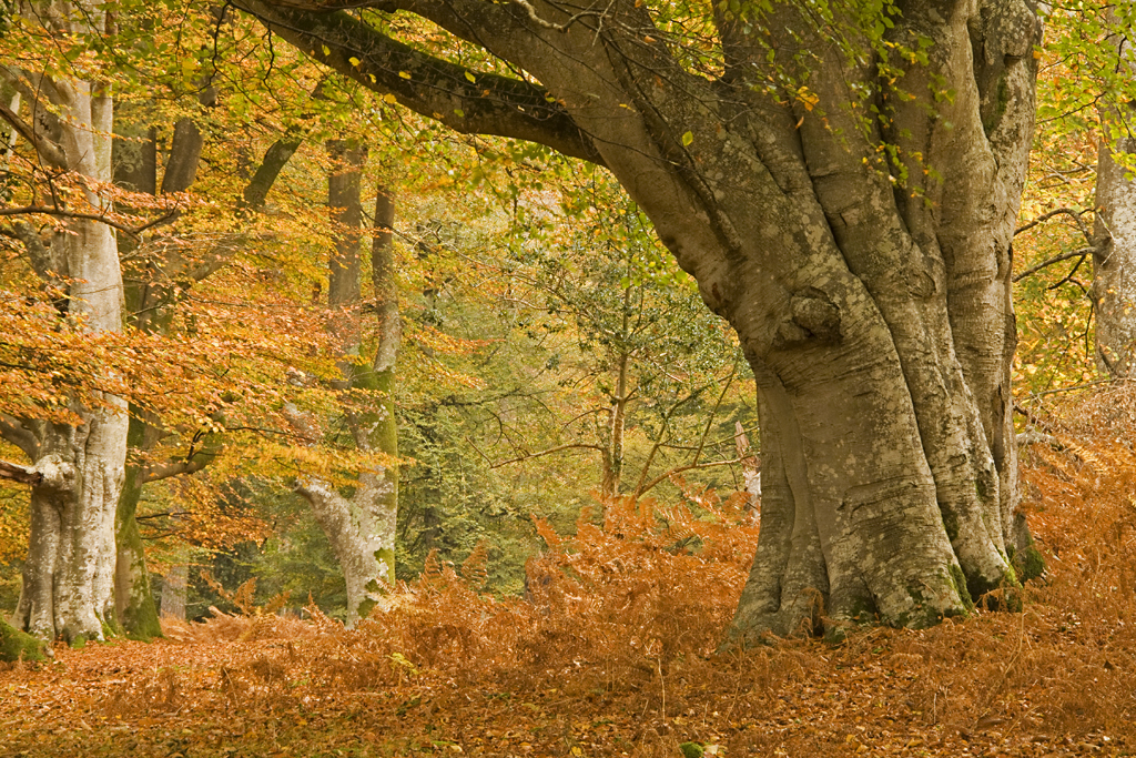 The Greatest tree of might that lived over a Million Years and survived ...